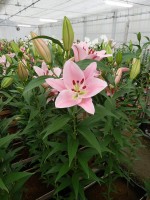 [5241 Emani No02.JPG]